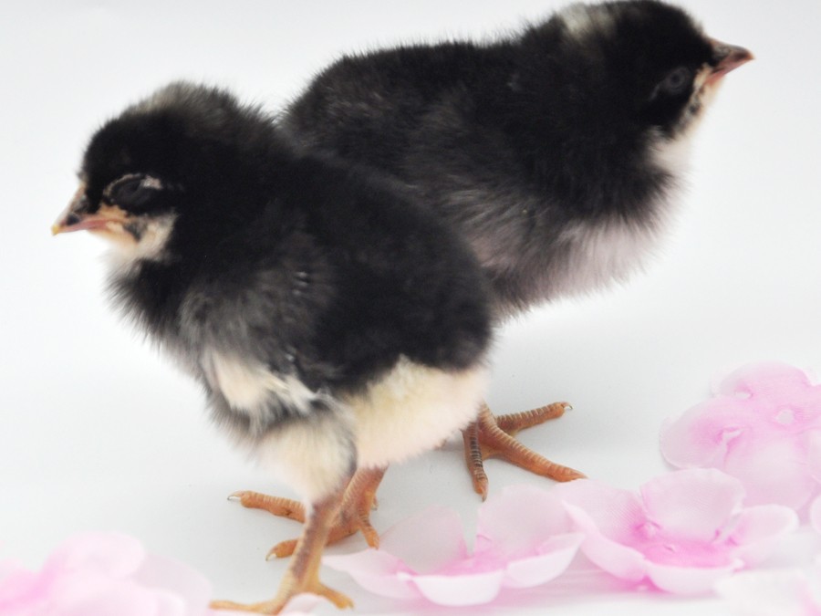 蘆花雞的發展前景