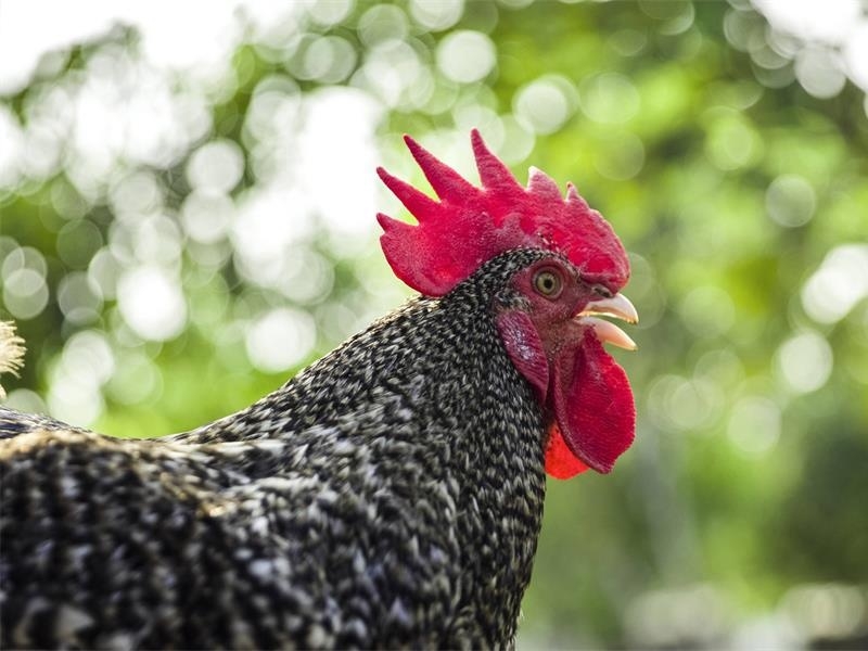 中華人民共和國農業農村部公告 | 汶上蘆花雞再次入選《國家 級畜禽遺傳資源保護名錄》